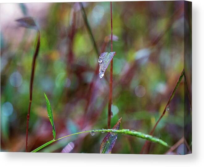 Water Drops Canvas Print featuring the photograph Morning Dew on Grass by Amelia Pearn