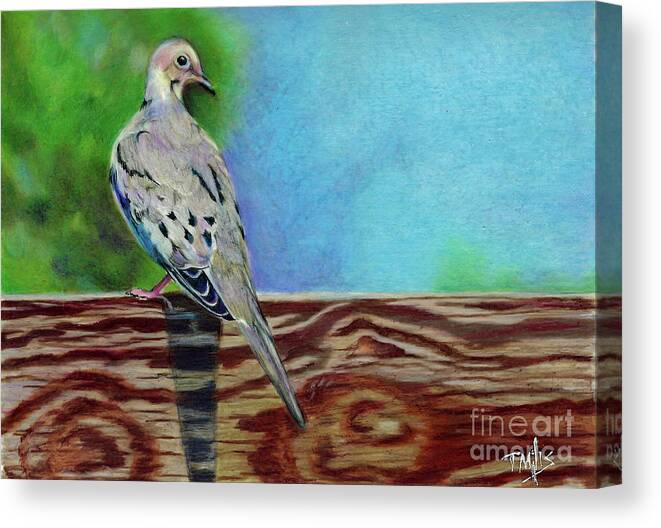 Color Canvas Print featuring the drawing Mourning Dove by Terri Mills