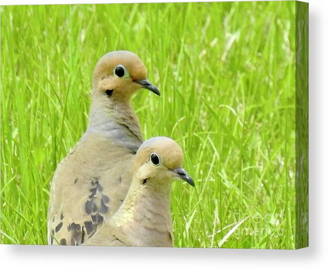 Mourning Doves. Cariboo Birds. Canvas Print featuring the photograph Mourning Doves by Nicola Finch