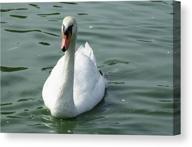  Canvas Print featuring the photograph Mute Swan by Heather E Harman