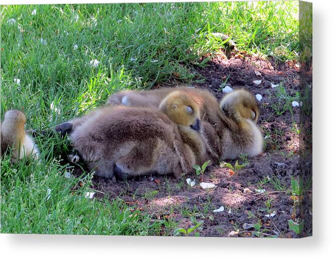 Canada Goose Canvas Print featuring the photograph Nap time by Jean Evans