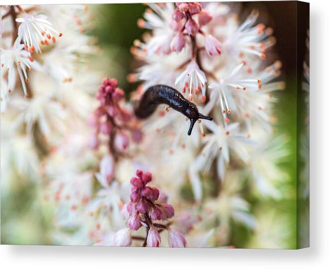 Flowers & Plants Canvas Print featuring the photograph Nature Photography - In The Flower Garden by Amelia Pearn