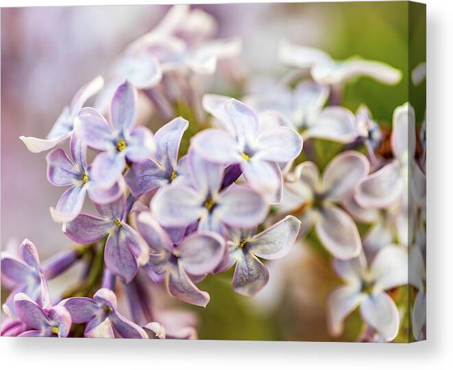 Pink Flowers Canvas Print featuring the photograph Nature Photography - Lilacs by Amelia Pearn
