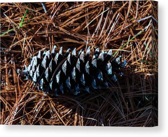 Nature Canvas Print featuring the photograph Nature Photography - Pine Cone 2 by Amelia Pearn