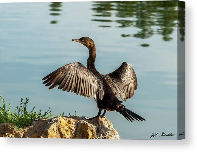 Animal Canvas Print featuring the photograph Neotropic Cormorant with Wings Spread by Jeff Goulden