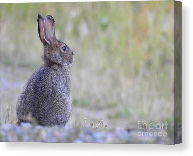 Rabbit Canvas Print featuring the photograph Nipped by frost by Nicola Finch