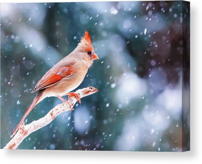 Snow Canvas Print featuring the photograph Northern Cardinal In Winter by Mango Art