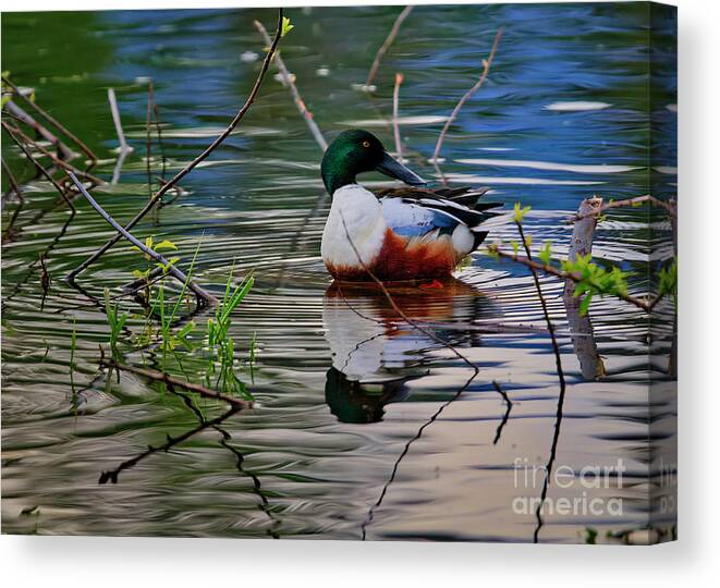 Duck Canvas Print featuring the photograph Northern Shoveler by Thomas Nay