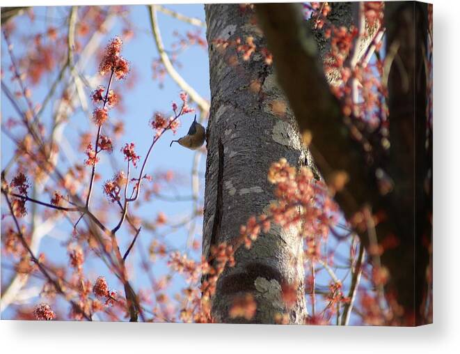  Canvas Print featuring the photograph Nuthatch Treat by Heather E Harman
