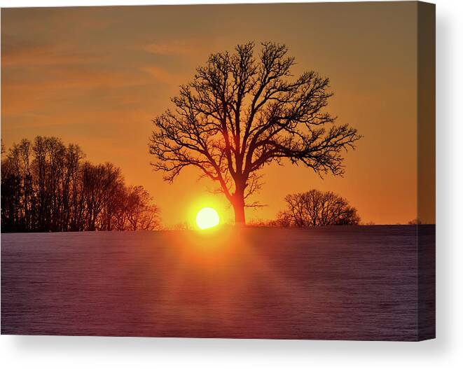 Oak Canvas Print featuring the photograph OakSet - winter WI sunset behind a solitary oak tree by Peter Herman