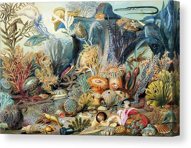 Ocean Life Canvas Print featuring the painting Ocean Life by James M. Sommerville by Bob Pardue