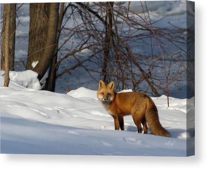 Red Fox Canvas Print featuring the photograph Office View by Everet Regal