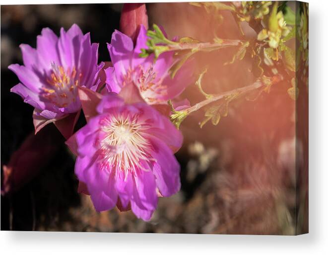  Canvas Print featuring the photograph Pasque Flowers by Laura Terriere