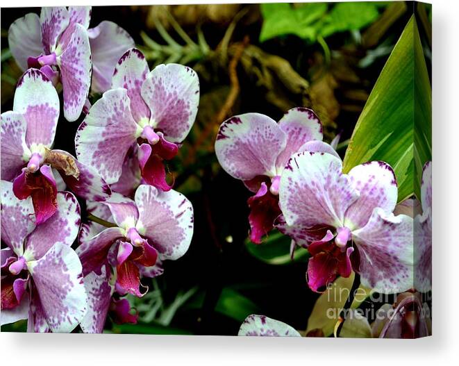 Pink Phalaenopsis Orchid Photograph Canvas Print featuring the photograph Pastel Pink Orchid Blooms by Expressions By Stephanie