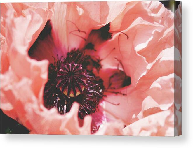 Poppy Canvas Print featuring the photograph Peach Poppy by Lupen Grainne