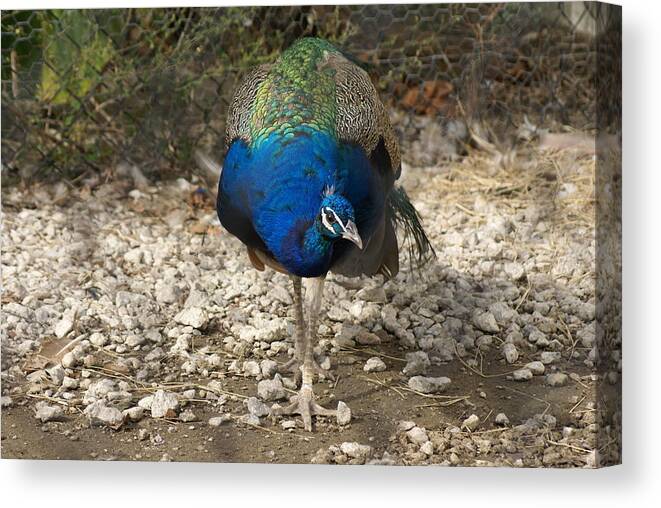  Canvas Print featuring the photograph Peacock Strut by Heather E Harman