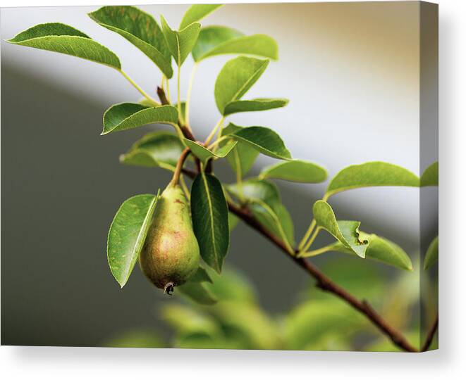 Tree Canvas Print featuring the photograph Pear Tree by Amelia Pearn