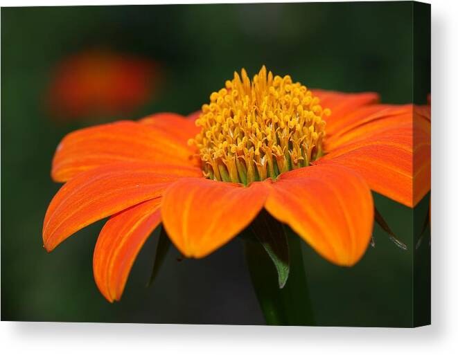 Mexican Sunflower Canvas Print featuring the photograph Pie of Nectar by Mingming Jiang