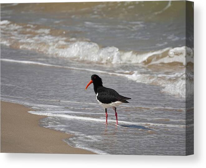 Animals Canvas Print featuring the photograph Pied Oystercatcher by Maryse Jansen