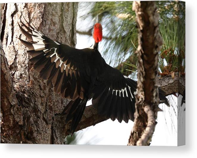 Pileated Woodpecker Canvas Print featuring the photograph Pileated Woodpecker 2 by Mingming Jiang
