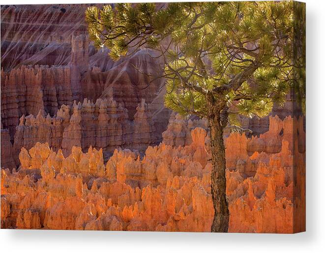 American National Park Canvas Print featuring the photograph Pine Tree at Bryce at Sunset by Jean Noren