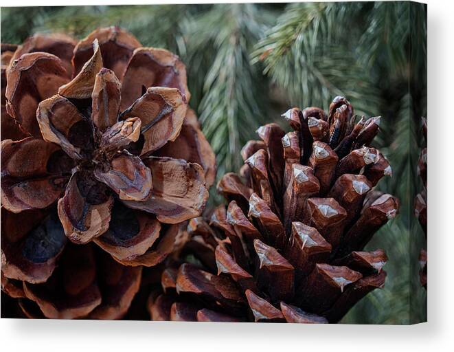 Trees Canvas Print featuring the photograph Pinecone Pair - Winter by Nikolyn McDonald