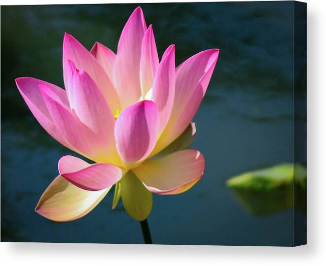 Flowers Canvas Print featuring the photograph Pink Waterlily by Gerri Bigler