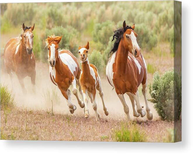 Nevada Canvas Print featuring the photograph Pintos on the Run by Marc Crumpler