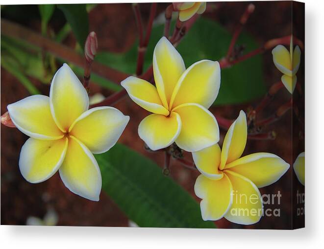 Big Island Canvas Print featuring the photograph Plumeria Blossom Trio by Nancy Gleason