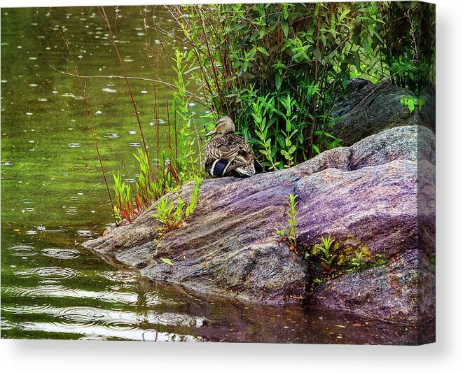Central Park Canvas Print featuring the photograph Pond Duck at Central Park by Cate Franklyn