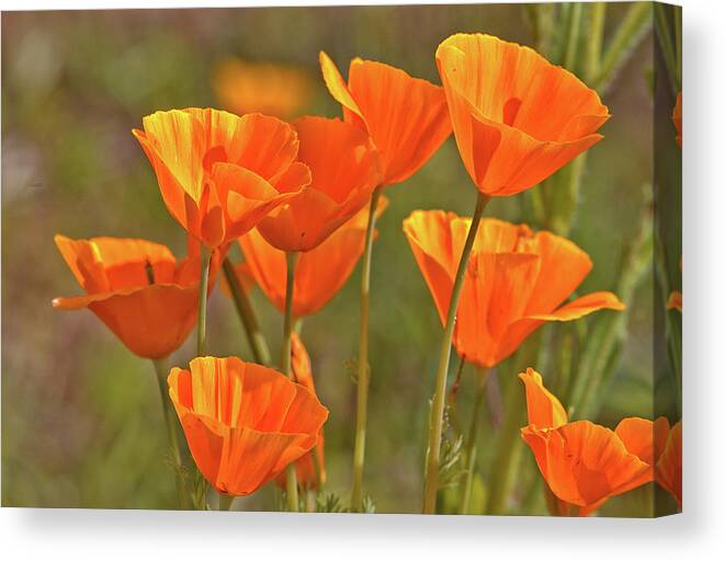 Poppies Canvas Print featuring the photograph Poppy Bouquet by Bob Falcone