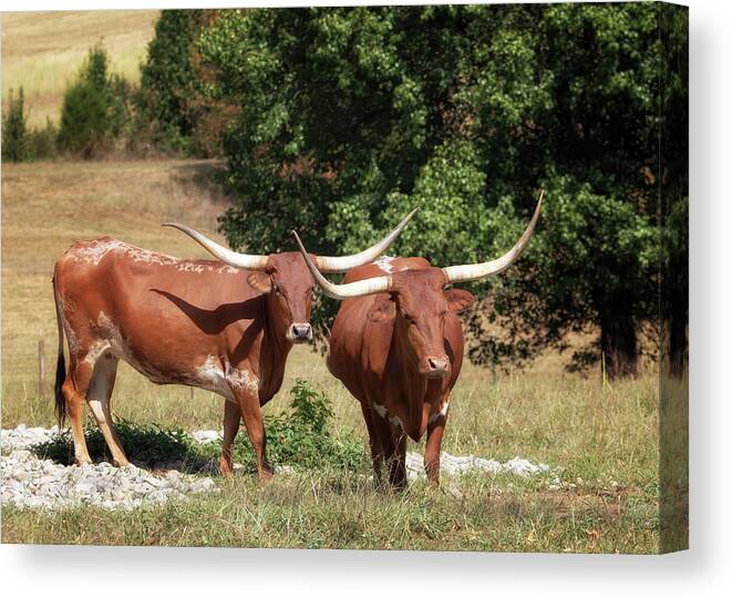 Longhorn Canvas Print featuring the photograph Preservation Longhorn by Susan Rissi Tregoning
