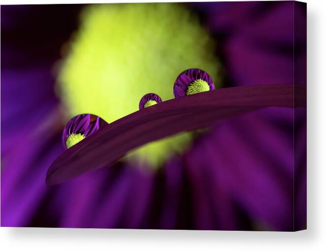 Daisy Canvas Print featuring the photograph Purple Daisy in Water Droplets by Kevin Schwalbe