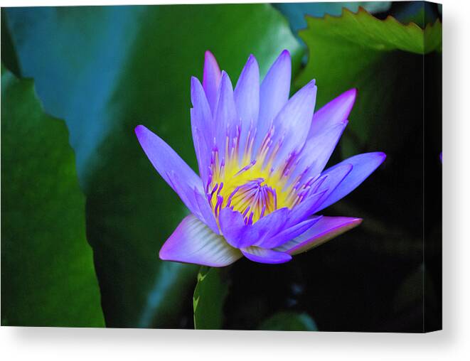 Exotic Flower Canvas Print featuring the photograph Purple Water Lily by Christi Kraft