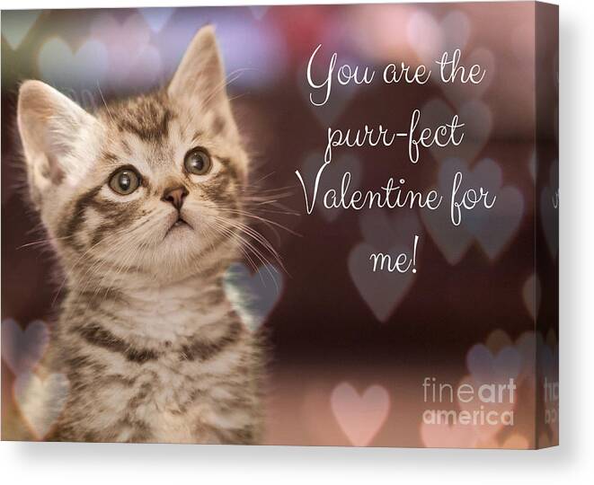 Valentine; Valentine Card; Hearts; Kitten; Cat; Bokeh; Cute; Canvas Print featuring the photograph Purr-fect Valentine by Tina Uihlein