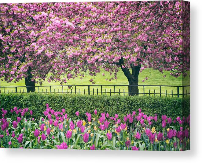 Cherry Trees Canvas Print featuring the photograph Cherry Kissed by Jessica Jenney