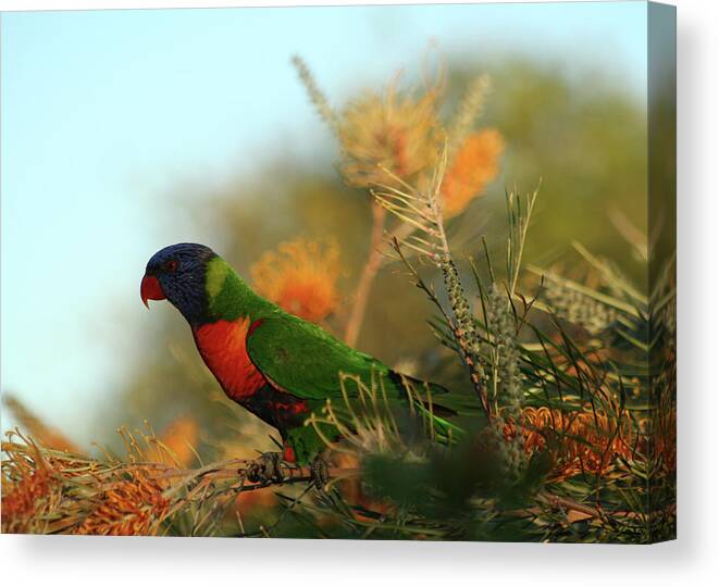 Animals Canvas Print featuring the photograph Rainbow Lorikeet perched on a Grevillea by Maryse Jansen