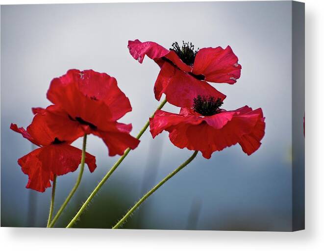 Comox Canvas Print featuring the photograph Reaching For Light by Chuck Burdick