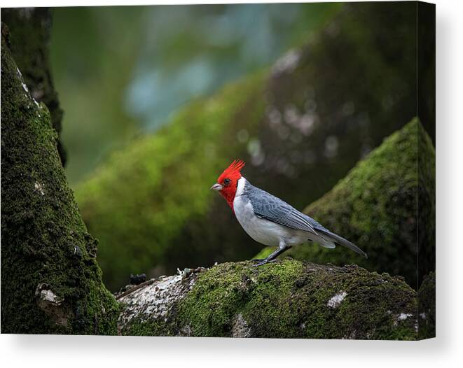 Red Crested Cardinal Canvas Print featuring the photograph Red Crested Cardinal by Rick Mosher