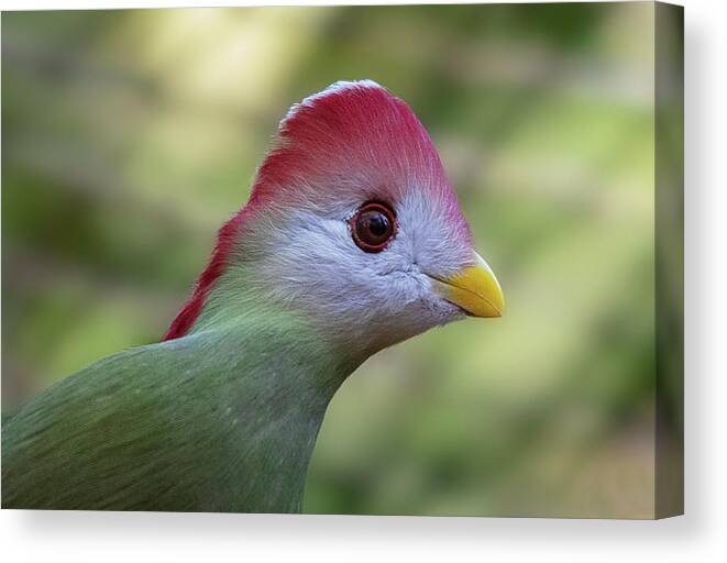 Turaco Canvas Print featuring the photograph Red-crested Turaco by Gareth Parkes