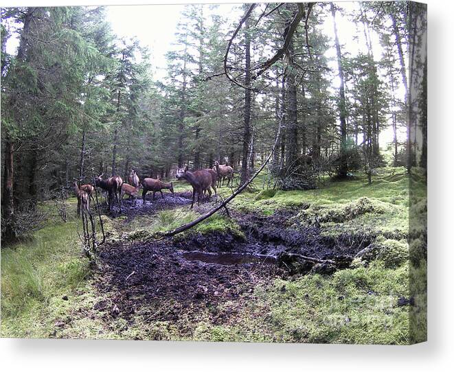 Red Deer Canvas Print featuring the photograph Red deer hinds and stag at a peaty wallow by Phil Banks
