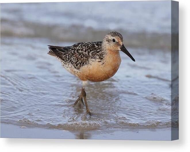 Red Knot Canvas Print featuring the photograph Red Knot by Mingming Jiang