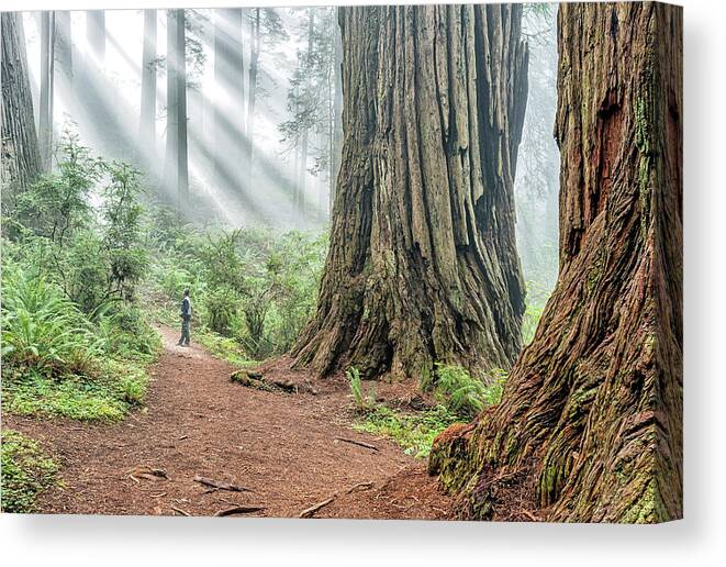 California Canvas Print featuring the photograph Redwood Mystical Fog by Rudy Wilms