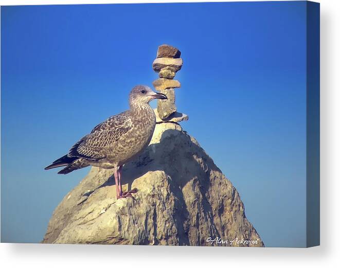 Seagull Canvas Print featuring the photograph Resting Gull by Alan Ackroyd