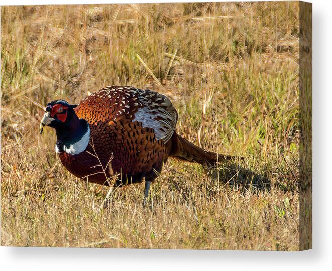 Pheasant Canvas Print featuring the photograph Ring Neck Pheasant by Cathy Kovarik