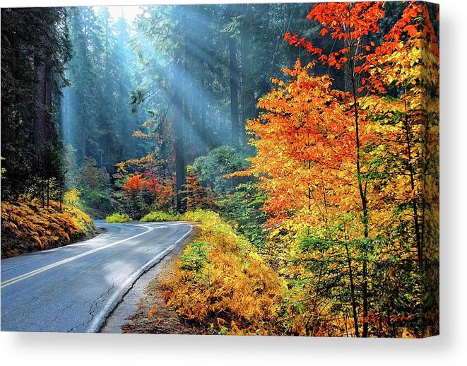 Sequoia National Park Canvas Print featuring the photograph Road to Glory by Lynn Bauer