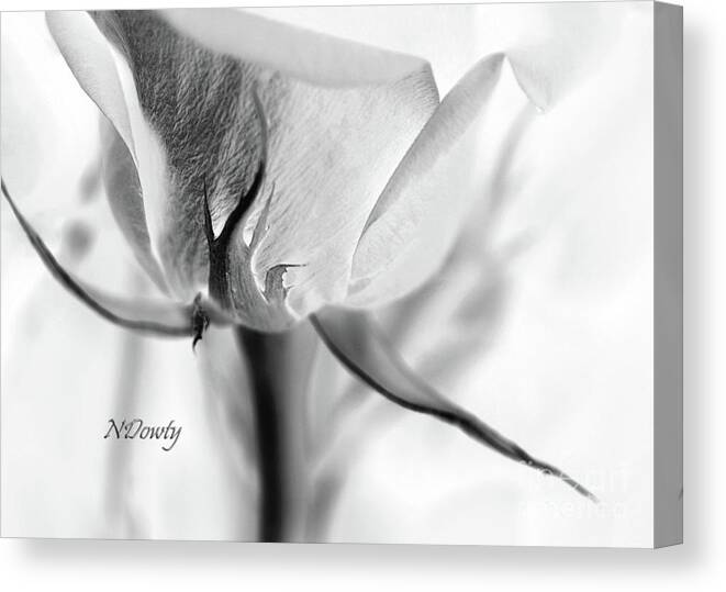 Rose Sepal Bw Canvas Print featuring the photograph Rose Sepal BW by Natalie Dowty
