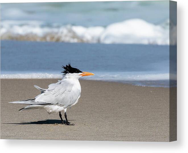 Birds Canvas Print featuring the photograph Royal Tern by David Lee