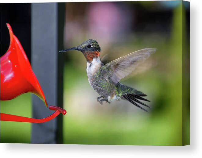 Hummingbird Canvas Print featuring the photograph Ruby Red Throat Hummingbird by Jim Vallee