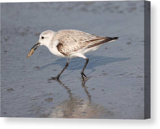 Sanderlings Canvas Print featuring the photograph Sanderling by Mingming Jiang